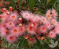 Dwarf flowering gum trees for sale. Corymbia Ficifolia Summer Beauty Grafted Flowering Gum Trees Speciality Trees