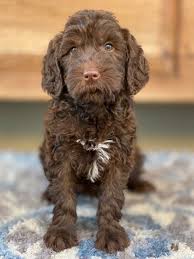 Labradoodle and mini labradoodle pricing. Available Labradoodle Puppies For Sale Loveable Labradoodles