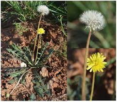 Image result for Taraxacum