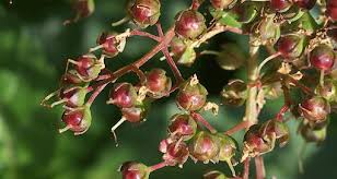 Image result for Lythraceae