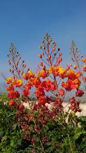 Bird Of Paradise Tree Arizona This Is My Favorite Desert Flower Bush The Red Mexican Bird Of Paradise Caelsalpinia Pulcherri Birds Of Paradise Flower Birds Of Paradise Garden Yard Ideas