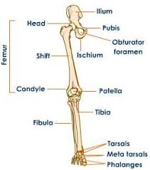 Human anatomy diagrams show internal. 16 Bones In The Leg Ideas Leg Anatomy Anatomy Leg Bones