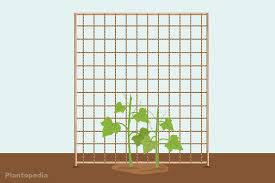 Sie möchten ein hochbeet selber bauen? Spalier Fur Gurken Selber Bauen 7 Ideen Fur Rankhilfen