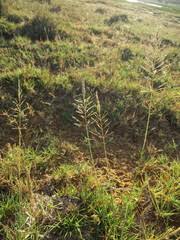 Image result for Sporobolus myrianthus