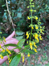 Image result for Coleus melleri