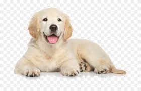 We did not find results for: Golden Retriever Puppy Png Transparent Png 800x533 6878266 Pngfind
