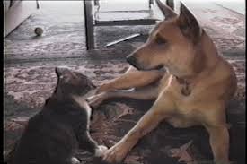 Cat and dog cuddling gif. Dog Hug Cat Gif Novocom Top