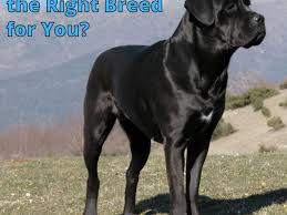 (marina del rey) pic hide this posting restore restore this posting. The Cane Corso Breed A Great Dog For A Life Of Solitude Pethelpful
