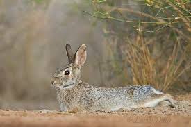 Hareball Shell - Destinypedia, The Destiny Wiki
