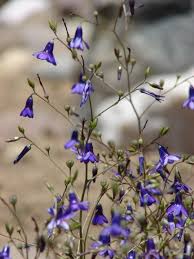 Image result for Tecophilaeaceae