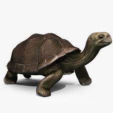 3d Model Galapagos Tortoise Galapagos Tortoise Tortoise Drawing Tortoise