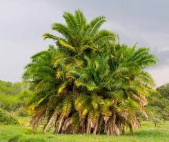 See expert tips on saving > 43% off price. 14 Attractive Palm Trees For Desert Locales