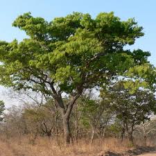 Image result for Isoberlinia angolensis