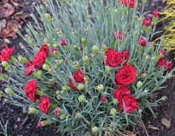 How Do You Propagate Dianthus Carnation Or Sweet William Sometimes Known As Pink Mike S Backyard Nursery