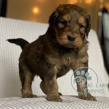 Goldendoodle puppies for sale massachusetts. Mini Goldendoodle For Sale California Mini Goldendoodle For Sale Florida