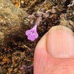 Image result for Clinopodium simense