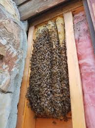 Removing Honeybees From A Wall Of A Log Cabin In Mccaysville Southeast Bee Removal