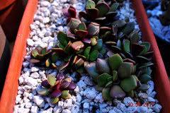 Image result for Anacampseros subnuda