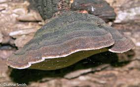 Image result for Phellinus rimosus