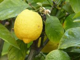 Zitronenkerne Einpflanzen Zitronenbaum Selber Ziehen Zitronen Baum Zitronenbaum Zitronenpflanze