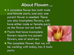 The pistil (also called the carpel). Parts Of A Flower Ppt Download