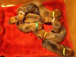 Redbone coonhound dog breed information, pictures, care, temperament, health, breed history, puppies. Newborn Puppies Redbone Coonhounds Youtube