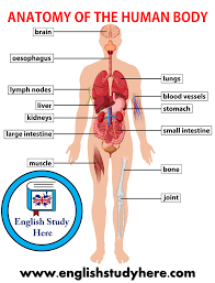 Feb 28, 2017 · the human body is everything that makes up, well, you. Human Body Parts Archives English Study Here
