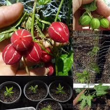 Image result for Diplocyclos