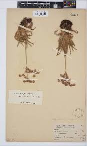 Image result for Juncus lomatophyllus