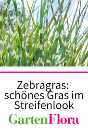 Zebragras Schones Gras Im Streifenlook Gartenflora In 2020 Zebragras Gras Ziergarten
