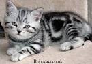 silver tabby - Cats & Kittens, Rehome Buy and Sell | Preloved