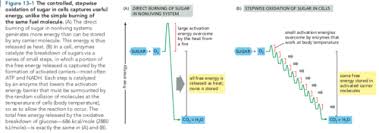 It is generated mainly by cellular respiration and photosynthesis , the latter of photosynthesis: Biology Cell Respiration 2 8 And Photosynthesis 2 9 Flashcards Quizlet