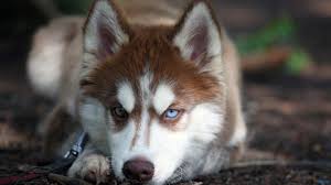 Siberian husky dog wallpaper widescreen | imagebank.biz. Angry Husky Dog Face Wallpaper Animals Wallpaper Better