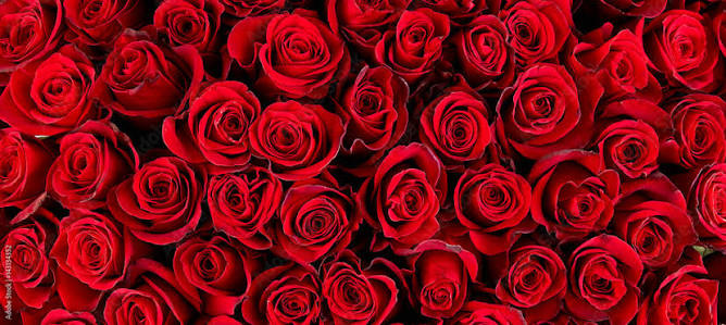 Plakát Natural red roses background – Obraz na Zeď | Posters.cz