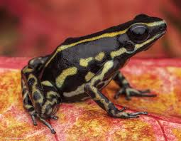 Image result for Ficalhoa