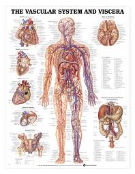 Vascular System And Viscera Anatomical Chart