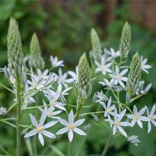 Image result for Ornithogalum seineri