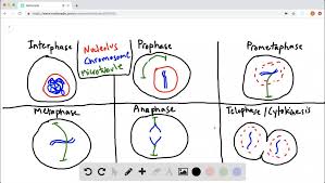 We believe that great people and great workspaces inspire great culture. Solved Draw It Draw One Eukaryotic Chromosome As