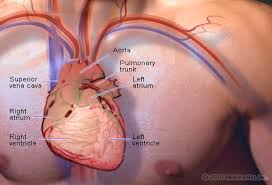 Your pectoralis major and pectoralis minor muscles make up most of the muscle mass in your chest. Heart Picture Image On Medicinenet Com