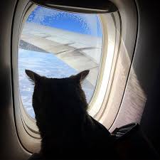 Music is an important part of the bahamian culture. Guy Sneaks A Fat Cat On Board An Airplane Gets Punished By The Airline After Landing Bored Panda