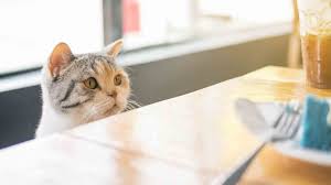 Cats with notched or tipped ears are just released from the trap, cats that do not have a notched or tipped ear are taken in to be altered. Feral Cats And Domestic Cat Differences Beverly Hills Veterinary Associates Beverly Hills Mi
