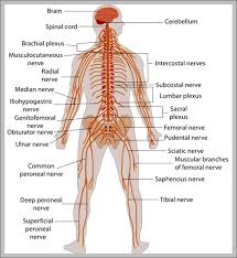 Neurons and nerves neurons are unique for many reasons. 30 Label The Parts Of The Nervous System Labels Design Ideas 2020