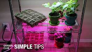 Check spelling or type a new query. Pin On Plants