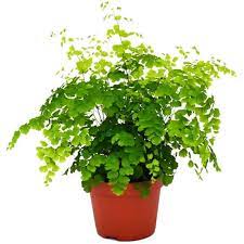 Check spelling or type a new query. Jual Tanaman Hias Suplir Daun Kecil Berkualitas