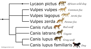 Phylogenetic Tree Canines