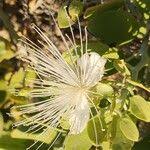 Image result for Capparis cartilaginea