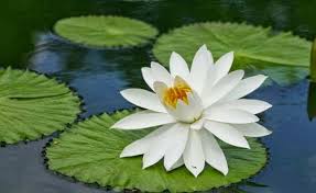 Bunga teratai bisanya tumbuh di perairan yang tenang, tanaman ini bisa kita temukan di kolam, danau atau perairan yang tenang. Cara Menggambar Bunga Mawar Melati Indah Terlengkap Terbaru