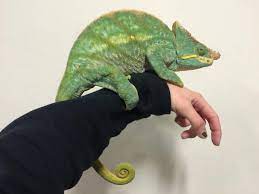 Panther chameleons do not typically drink from standing sources of water, although there are anecdotal stories of chameleons that have been taught how to drink from bowls of water. Parsons Ankaramy Panthers Ankify Panthers Chameleon Forums