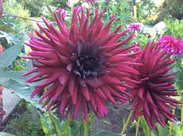 Black Narcissus Narcissus Dahlia Plants