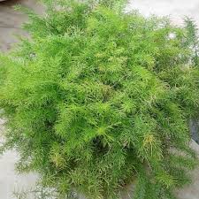 A native to arid regions of south africa, this is a very drought tolerant plant. Asparagus Retrofractus A Macowanii Ming Fern Uploaded By Atanuojha
